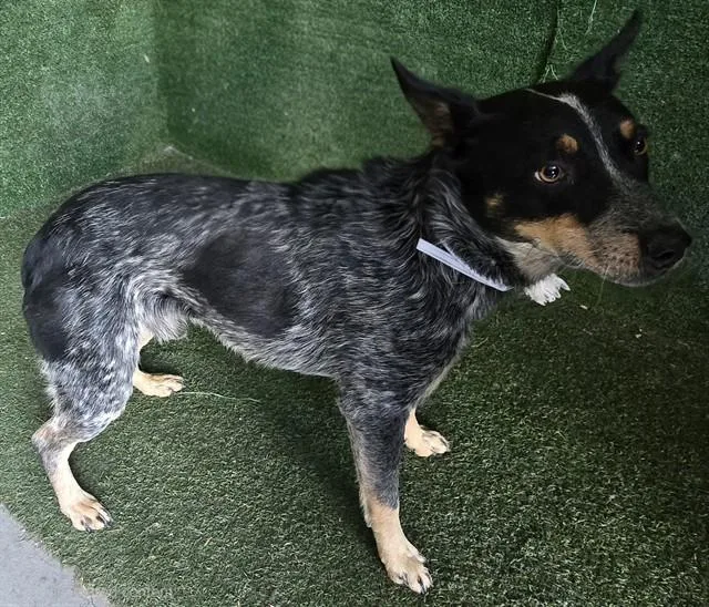 A young medium-sized male Australian Cattle Dog / Blue Heeler dog named Robin for adoption in Lancaster, CA