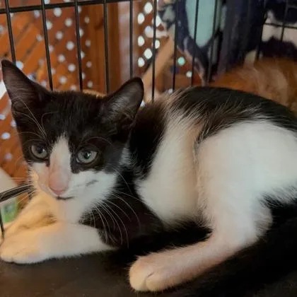 A baby small-sized male Domestic Short Hair cat named Spencer for adoption in West Chester, PA