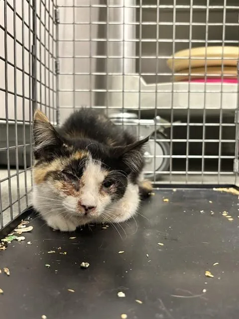 A baby small-sized female Domestic Short Hair cat named Veda for adoption in Ontario, CA