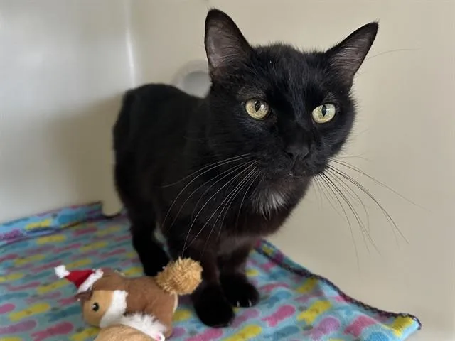 A senior large-sized male Domestic Long Hair cat named Coal for adoption in McKinleyville, CA