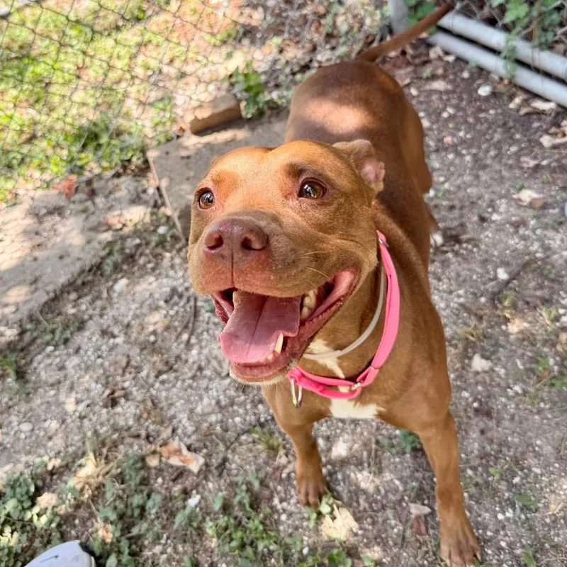 An adult medium-sized female Yellow / Tan / Blond / Fawn American Staffordshire Terrier dog named Rowan for adoption in Pittsburgh, PA