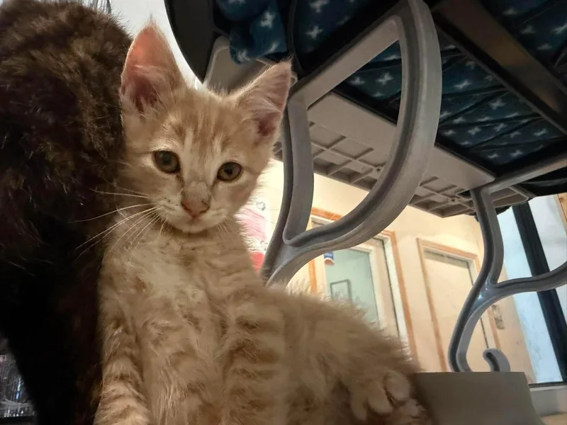 A baby medium-sized male Domestic Short Hair cat named T Purrloin for adoption in Ashland, WI