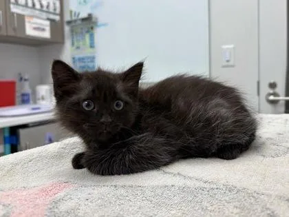 A baby small-sized female Black Domestic Medium Hair cat named Kim for adoption in Kansas City, MO