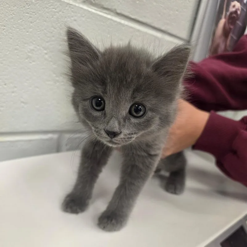 Cloud