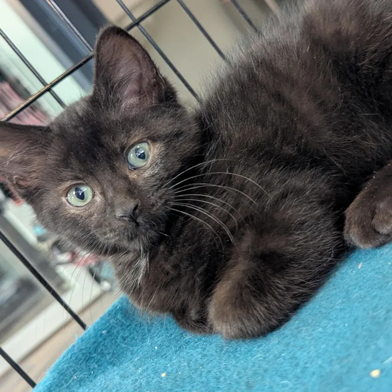A baby medium-sized male Black Domestic Short Hair cat named Hero for adoption in Valley Center, KS