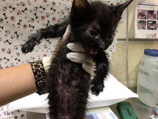 A baby small-sized female Domestic Short Hair cat named Halloween for adoption in Riverside, CA