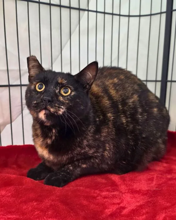 An adult small-sized female Domestic Short Hair cat named Jules for adoption in Novato, CA