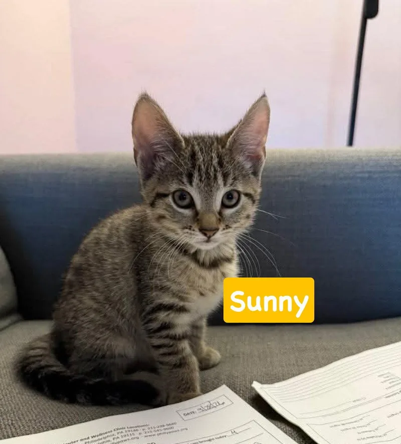A baby medium-sized female Tabby cat named Sunny for adoption in Yardley, PA