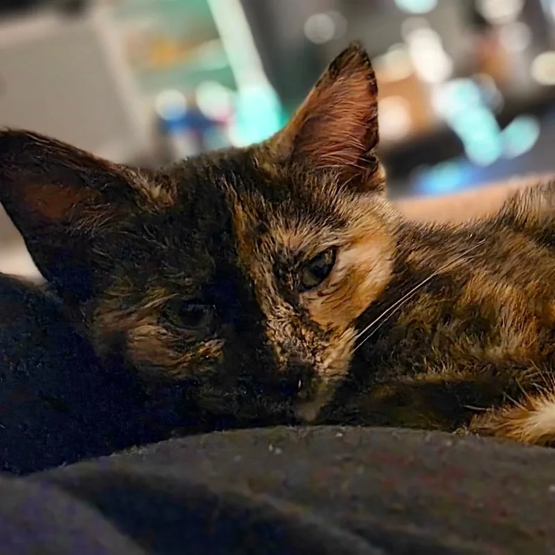 A baby small-sized female Tortoiseshell Domestic Short Hair cat named Butterscotch for adoption in Wheeling, IL