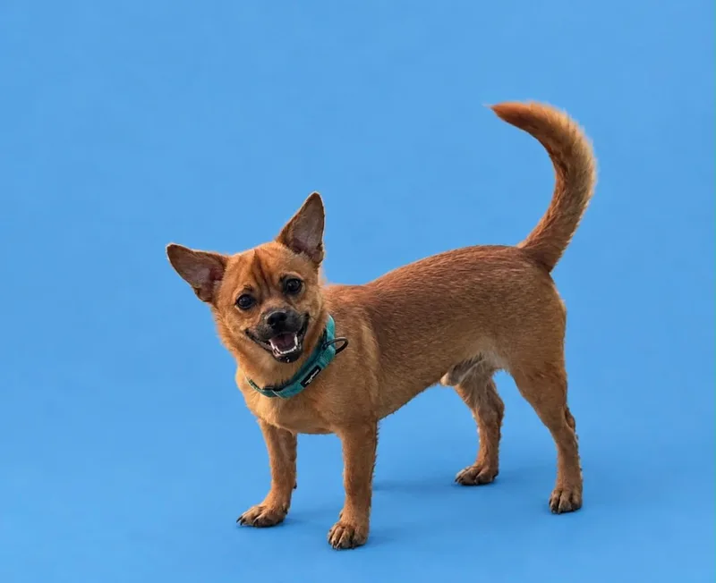 An adult small-sized male Red / Chestnut / Orange Chihuahua dog named Loki II for adoption in Bayamon, PR