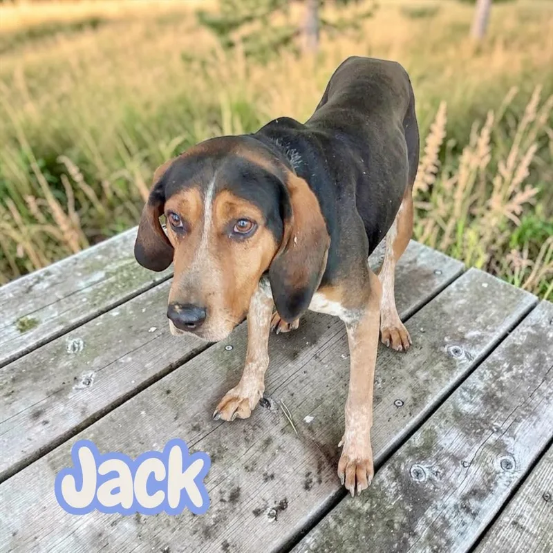 An adult medium-sized male Tricolor (Brown, Black, & White) Treeing Walker Coonhound dog named Jack  chained for for adoption in Chuckey, TN