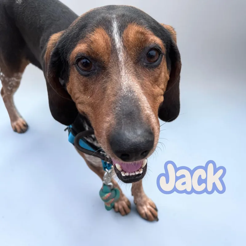 Jack  chained for thumbnail 2