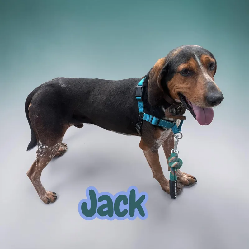 Jack  chained for thumbnail 3
