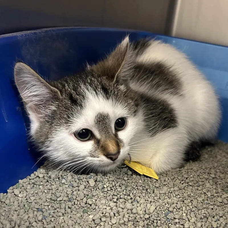 A baby small-sized female Brown / Chocolate Domestic Short Hair cat named Marshmallow for adoption in Springfield, MA