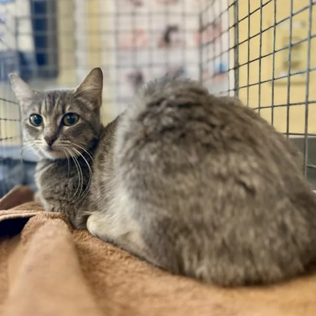 A young small-sized female Domestic Short Hair cat named Bella for adoption in Fort Myers, FL