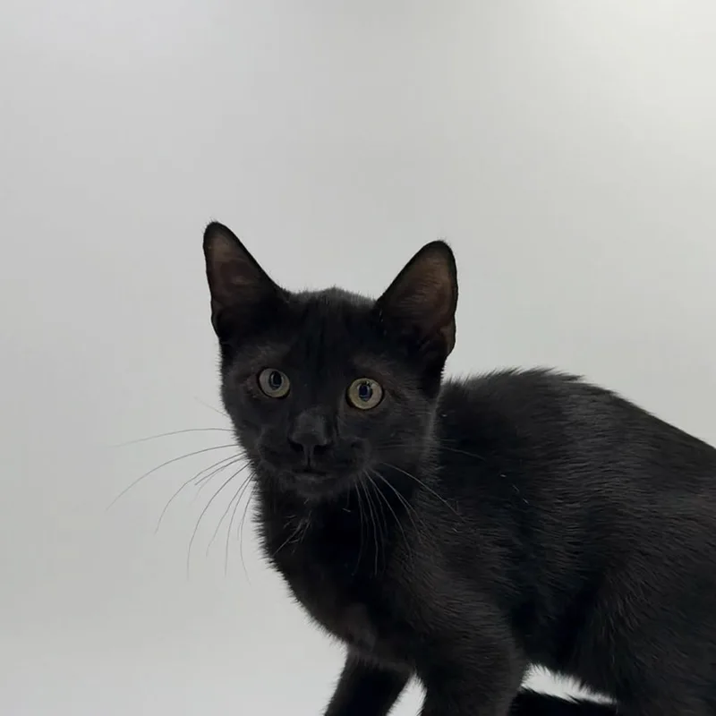 A baby medium-sized male Domestic Short Hair cat named Lizard Man for adoption in State College, PA
