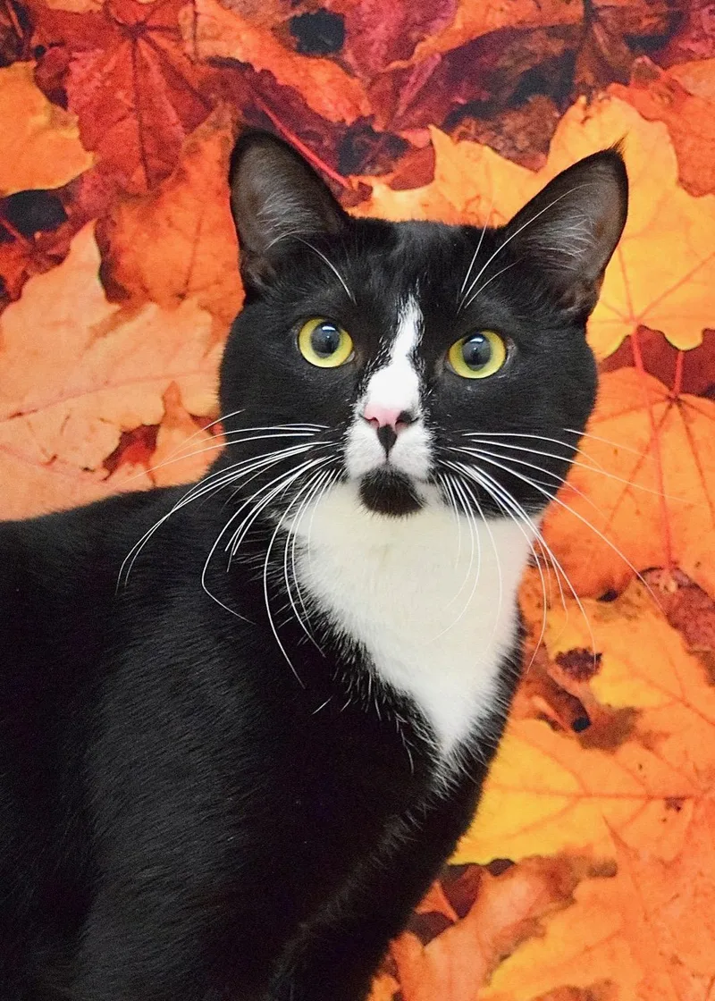 An adult large-sized male Domestic Short Hair cat named Frank for adoption in Dublin, CA