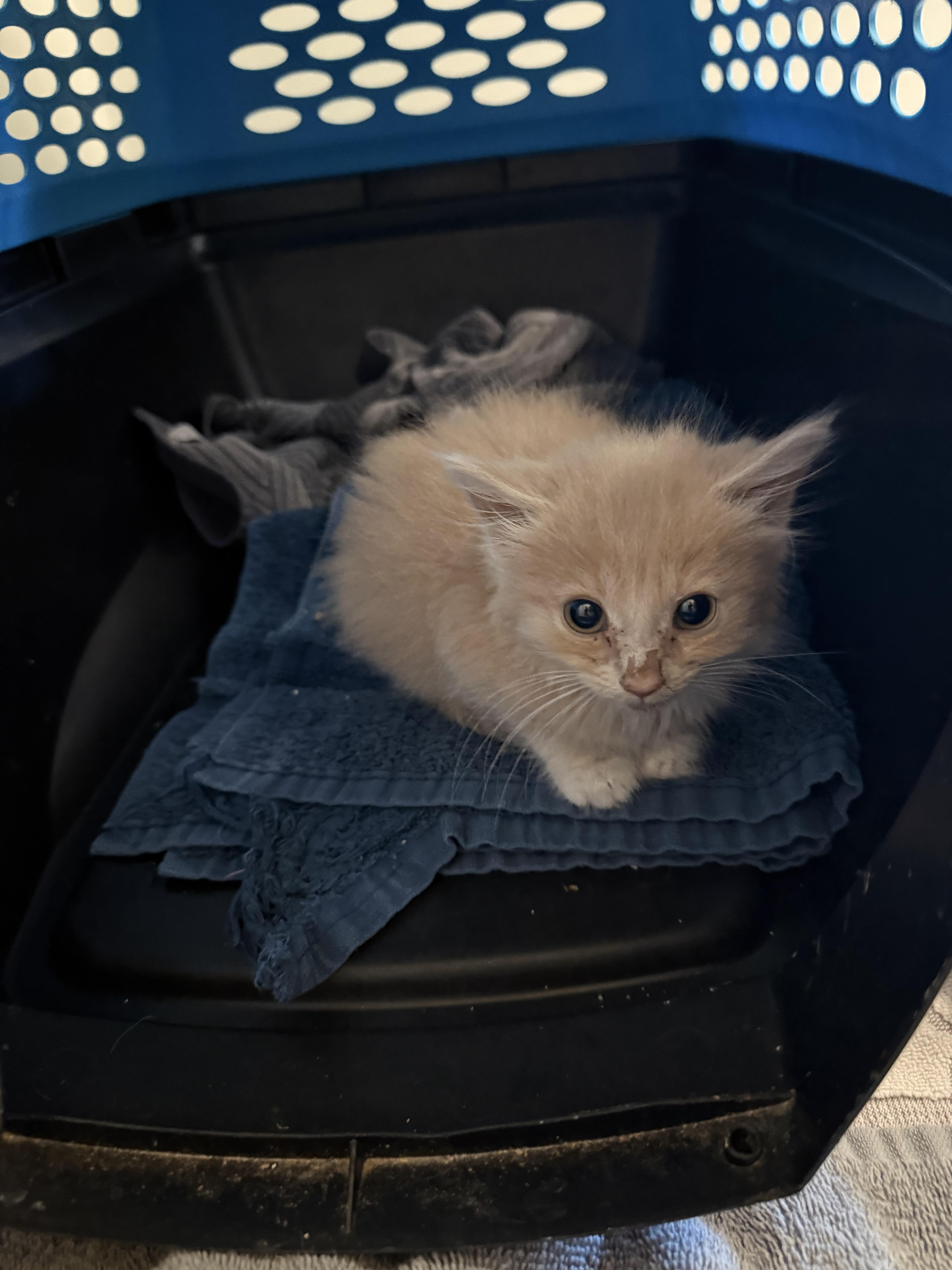 A baby medium-sized male Orange & White Domestic Long Hair cat named Robbie for adoption in Seneca, SC
