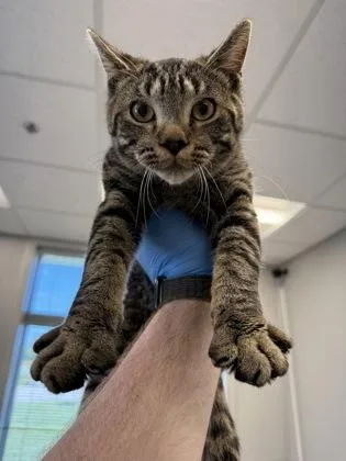 An adult medium-sized male Domestic Short Hair cat named JoJo for adoption in Lafayette, IN