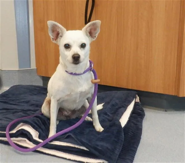An adult small-sized female Chihuahua dog named Puddy for adoption in San Jose, CA