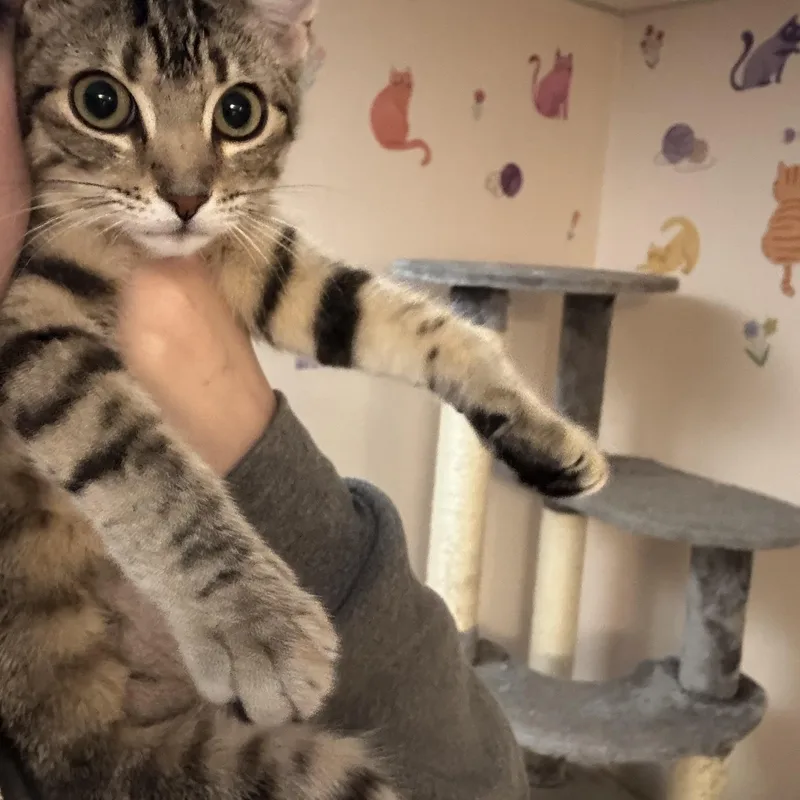 A baby medium-sized female Tabby (Brown / Chocolate) Domestic Short Hair cat named Tofu for adoption in Hamilton, NJ