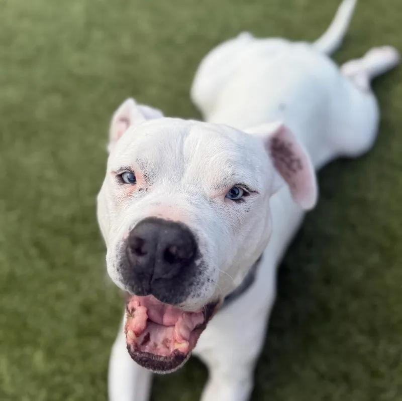 A senior large-sized male White / Cream Pit Bull Terrier dog named BeetleJuice for adoption in Mount Juliet, TN