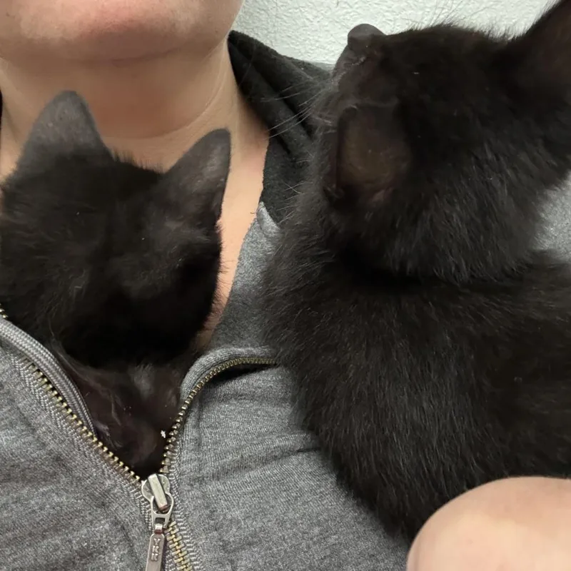 A baby small-sized male Black Domestic Short Hair cat named Outlander for adoption in Greenwood, MO