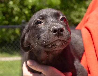 A baby medium-sized male Mixed Breed dog named Noodle for adoption in West Chester, PA