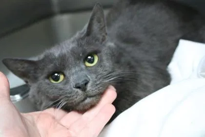 An adult extra large-sized female Domestic Short Hair cat named Artemis for adoption in Brunswick, GA