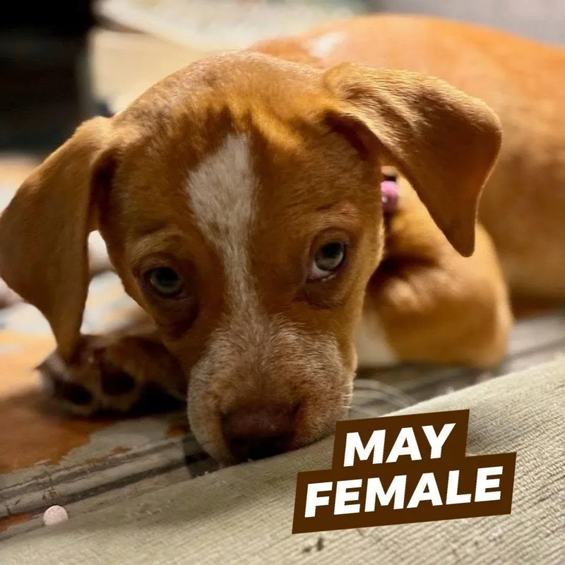 A baby small-sized female Brown / Chocolate Beagle dog named May for adoption in Myrtle Beach, SC
