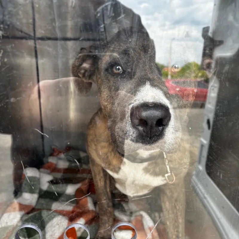 An adult medium-sized male Gray / Blue / Silver Mixed Breed dog named Robbie for adoption in Philadelphia, PA
