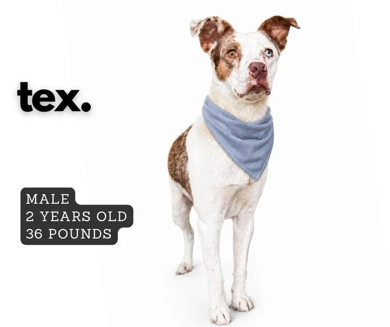 A young medium-sized male Mixed Breed dog named Tex for adoption in Ashland, KY