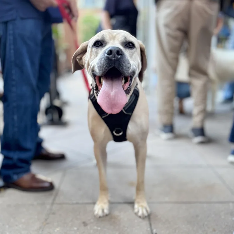 A young large-sized male Gray / Blue / Silver Cane Corso dog named Bary for adoption in Silver Spring, MD