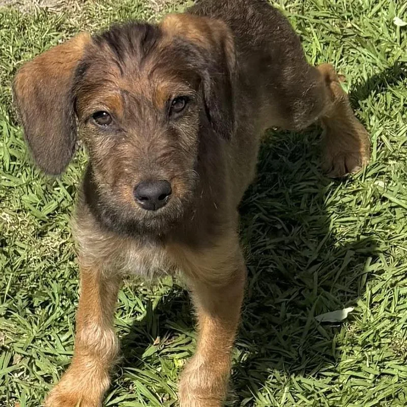 A baby small-sized male Golden Standard Poodle dog named Hickory for adoption in Sarasota, FL