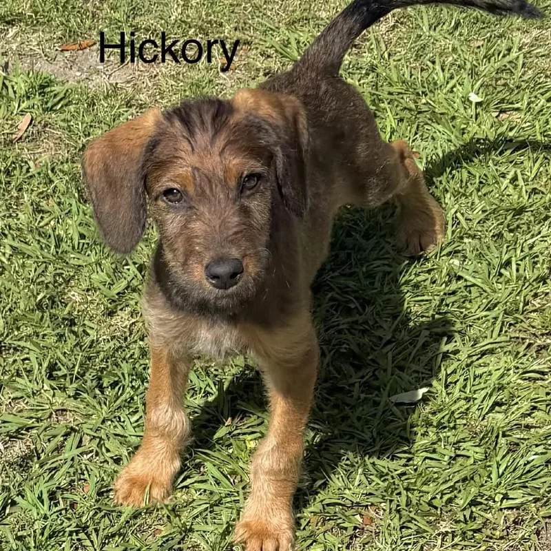Hickory thumbnail 3