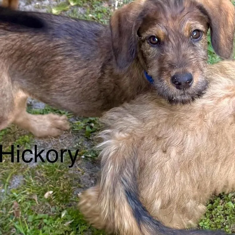 Hickory thumbnail 5