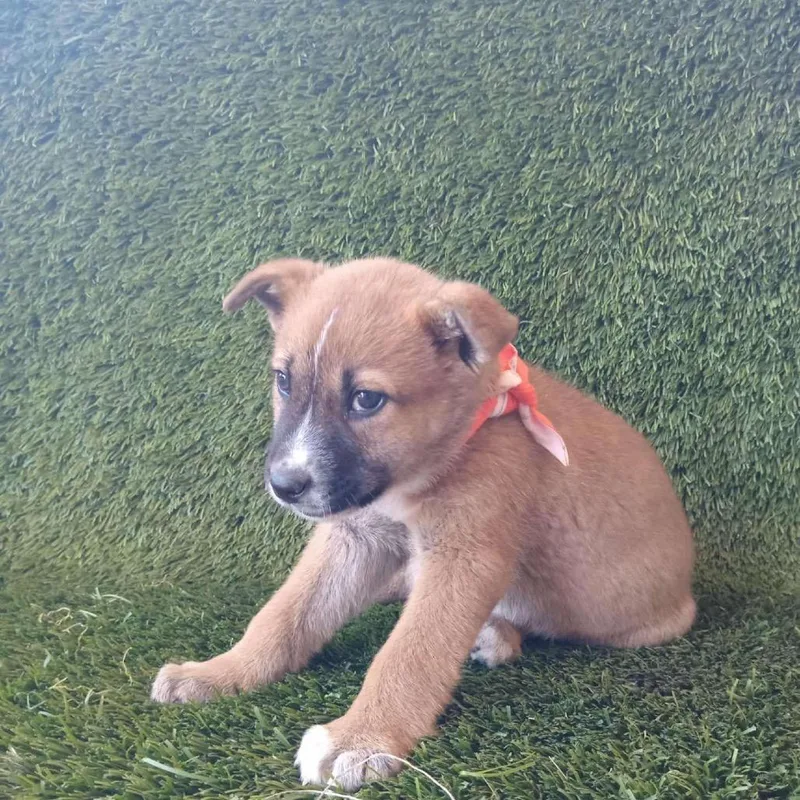 Butternut thumbnail 2