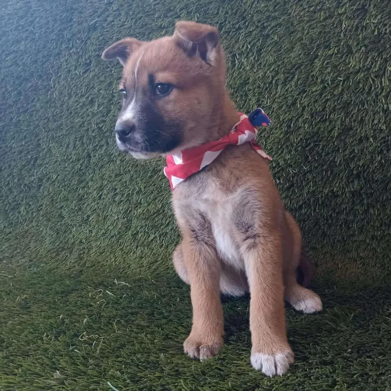 Butternut thumbnail 4