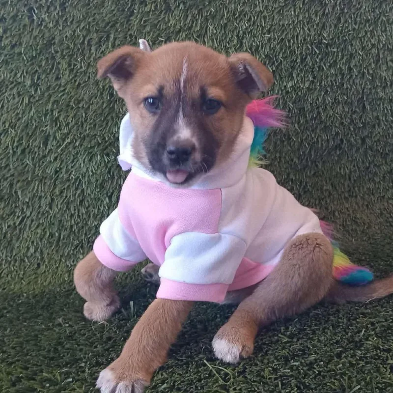 Butternut thumbnail 5