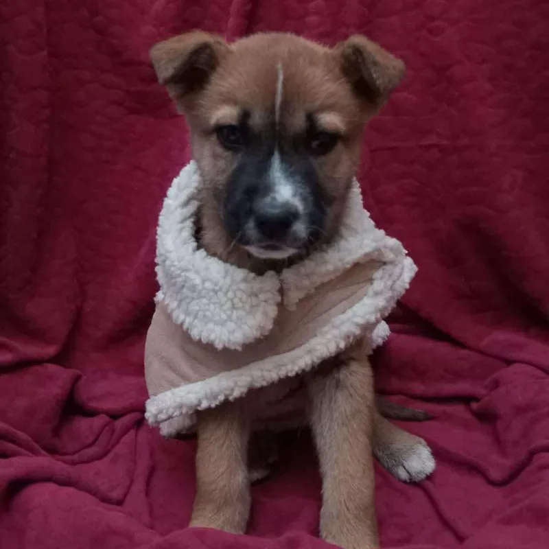 Butternut thumbnail 6