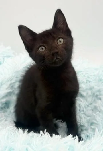 A baby medium-sized male Black Domestic Short Hair cat named Taro for adoption in Covington, LA