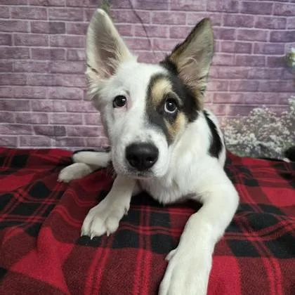 A baby medium-sized male White / Cream Border Collie dog named Hero for adoption in Fort Collins, CO