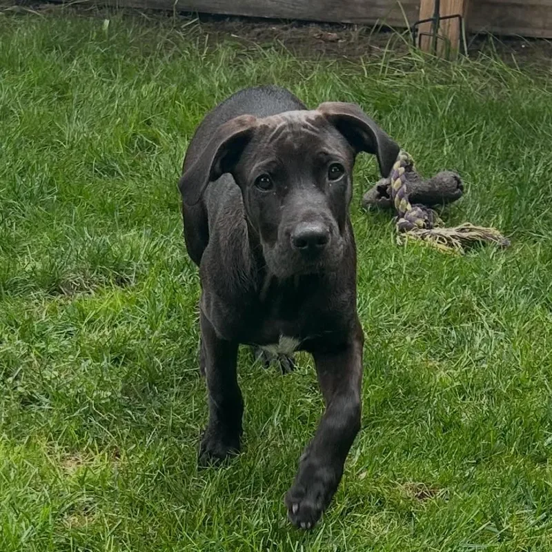 Tarzan