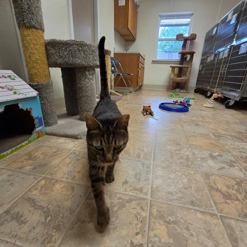 A young medium-sized male Tabby (Brown / Chocolate) Domestic Short Hair cat named Dex for adoption in Dillsburg, PA