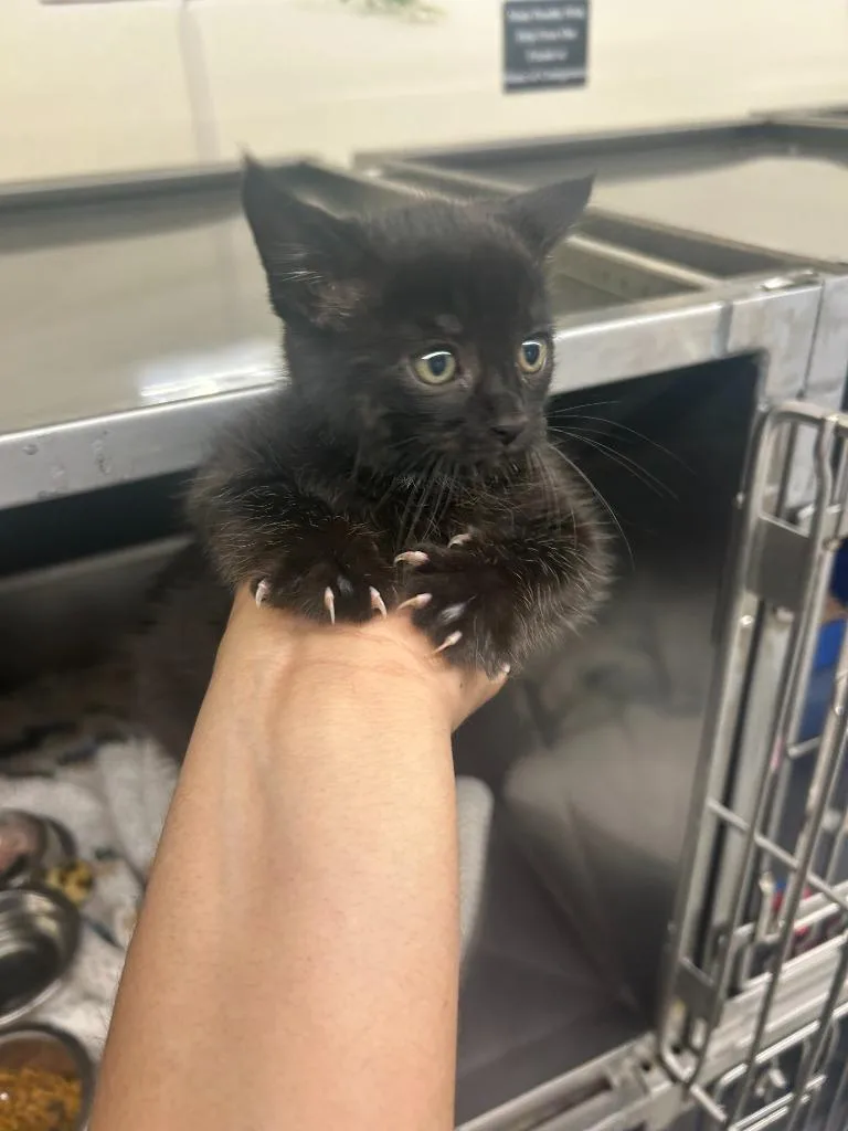 A baby small-sized female American Shorthair cat named Raven for adoption in Sidney, NY