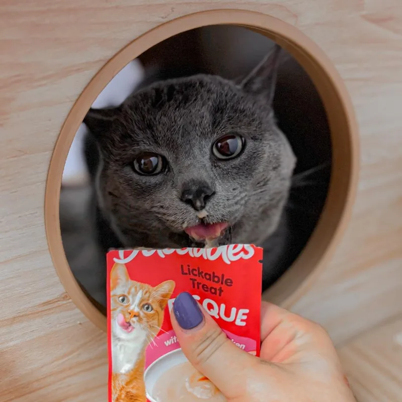 An adult small-sized male Russian Blue cat named Calvin for adoption in Springboro, OH