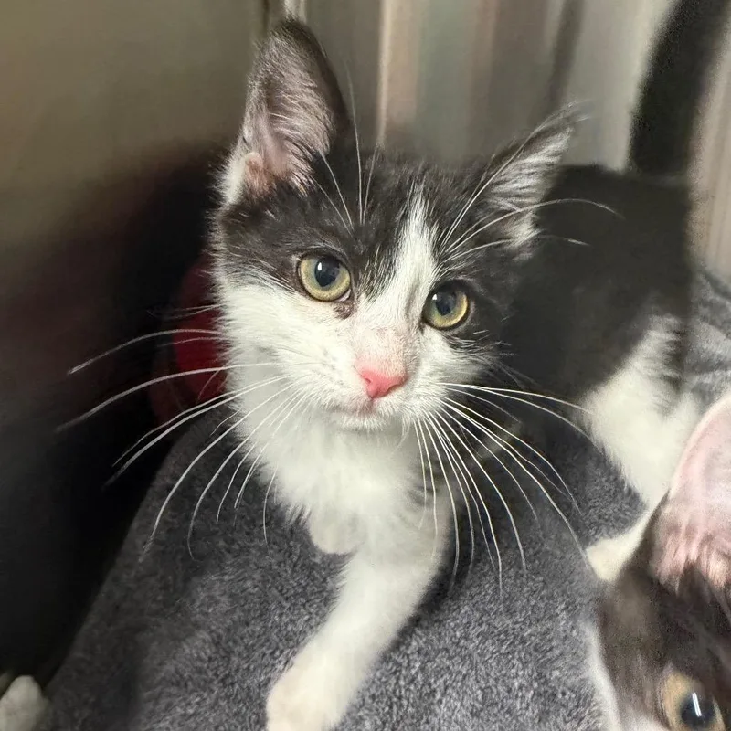 A baby small-sized female Black Domestic Short Hair cat named Reese's My Pieces for adoption in Waynesville, NC