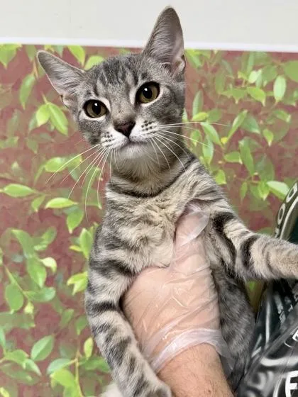 A young small-sized female Domestic Short Hair cat named Sarabi for adoption in San Antonio, TX