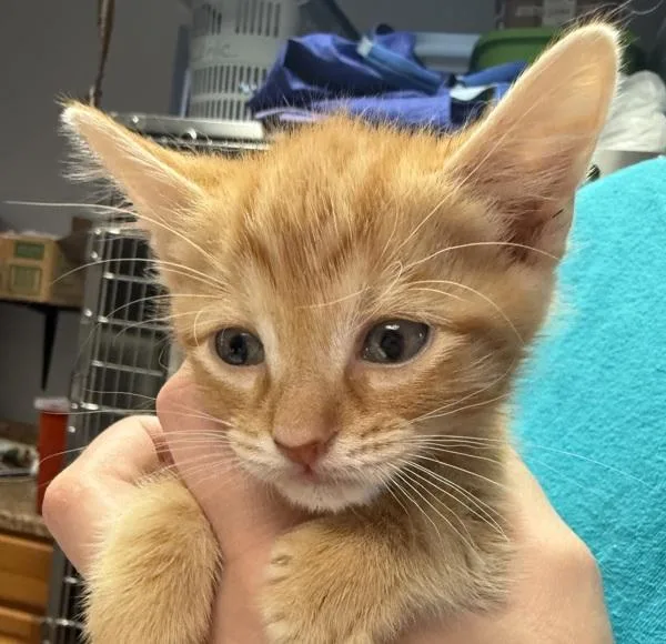 A baby small-sized male Domestic Short Hair cat named Coaster for adoption in Salisbury, MD