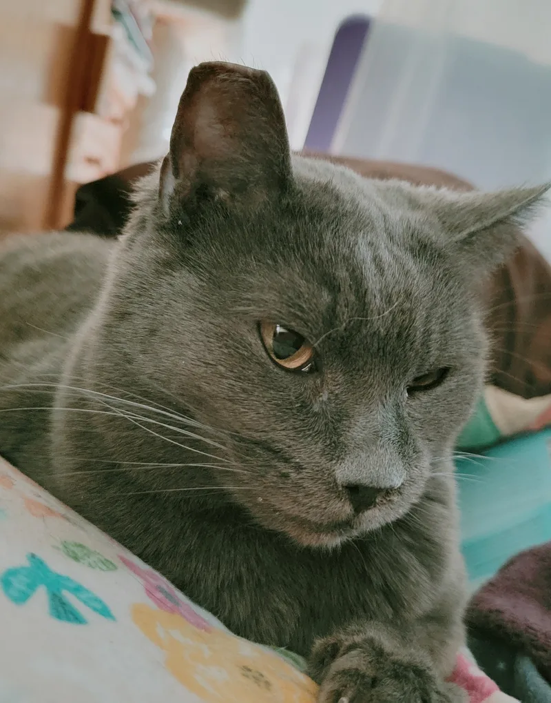 An adult medium-sized female Gray / Blue / Silver Domestic Short Hair cat named Chelsea for adoption in Albany, OR